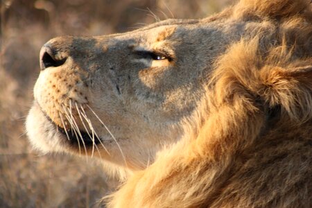 Lion africa botswana photo