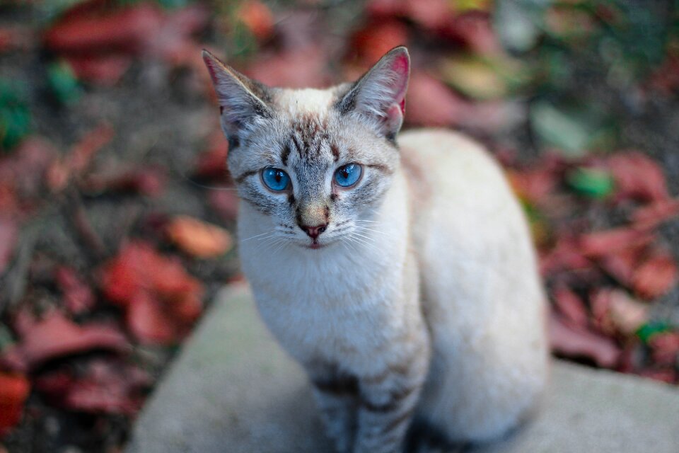 Pet white cute