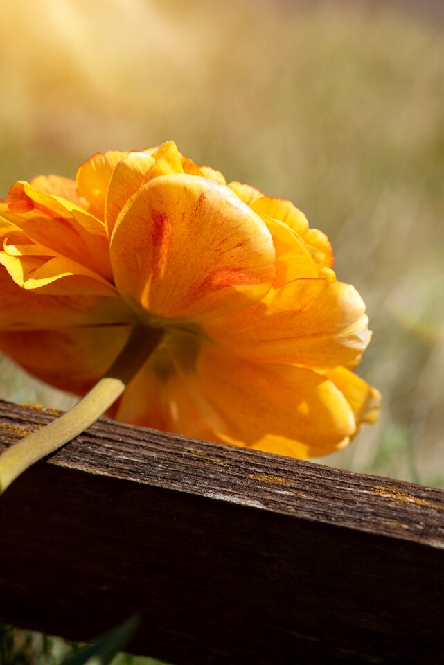 Orange peony orange flower blossom
