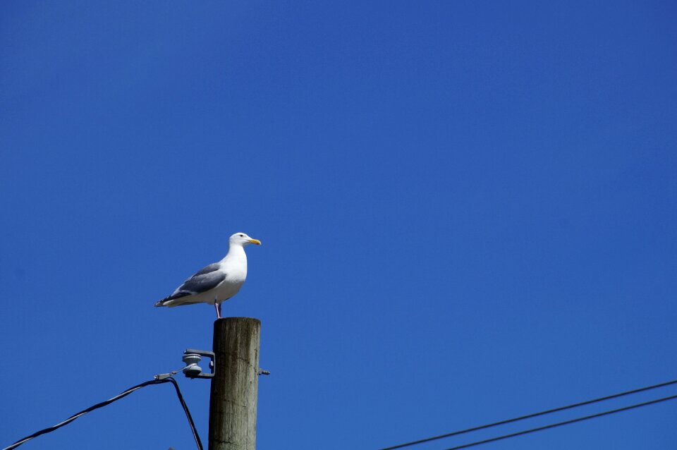 Sky blue bird