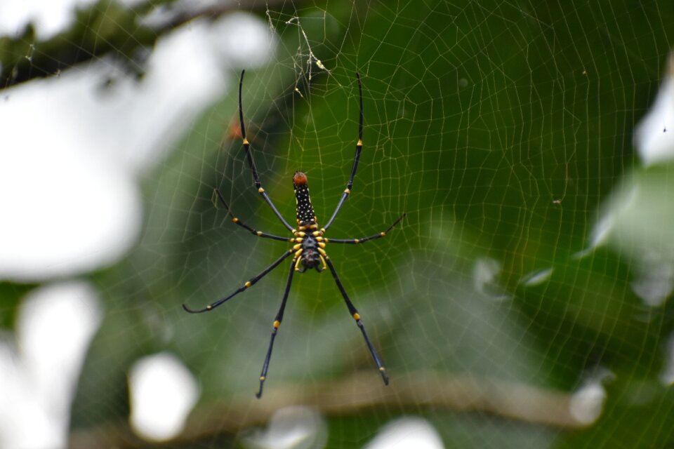Web insect green web