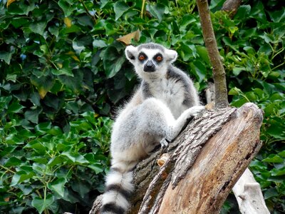 Zoo mammal nature