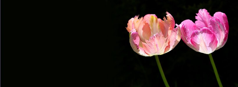 Flowers tulip flower dark background photo