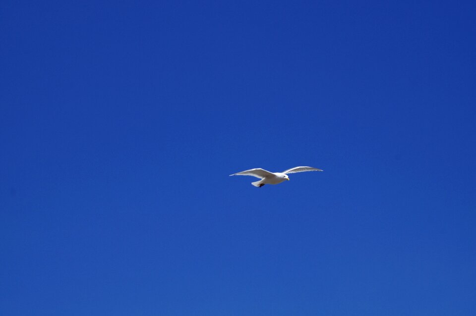 Sky blue bird