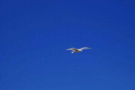 Sky blue bird photo