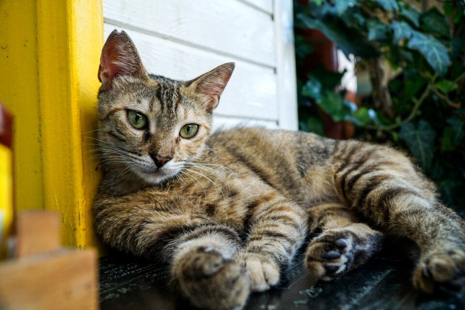 Pet cute nature