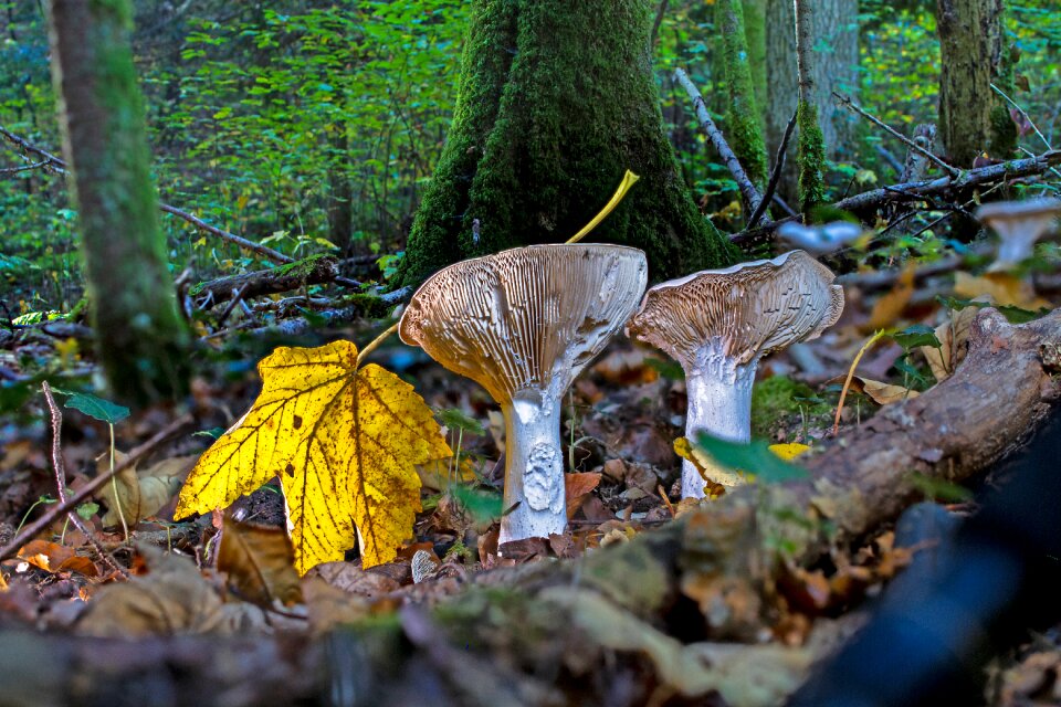 Forest forest mushroom forest floor