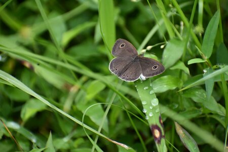 Butterfly insect wings