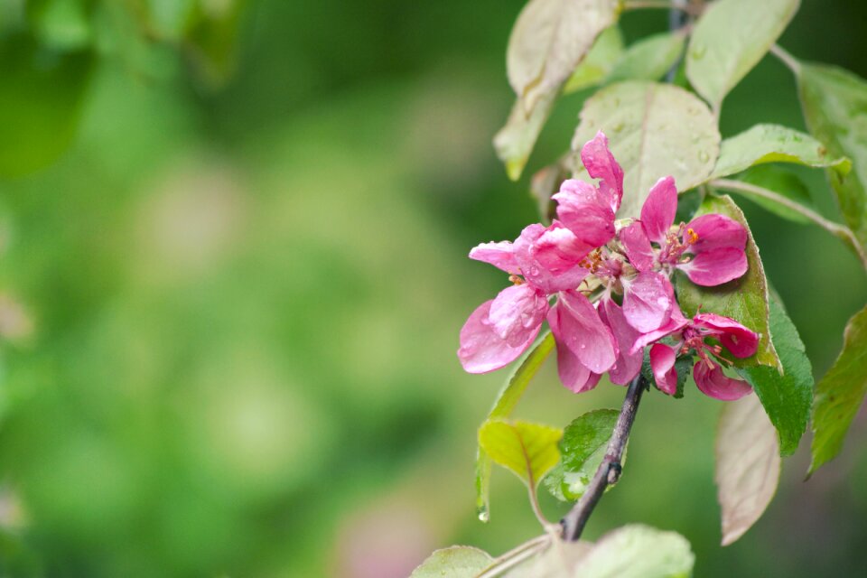 Blooming pink rain
