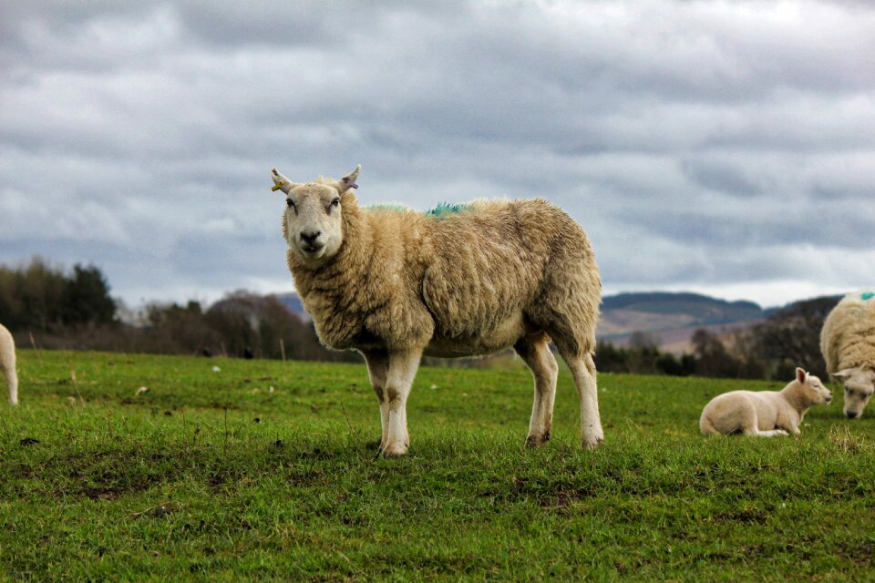 Farm agriculture livestock