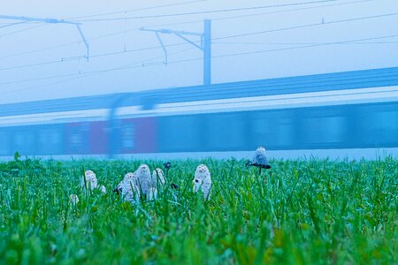 Foggy hat railway line