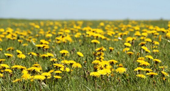 Spring yellow summer photo