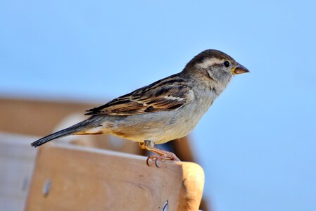 Animal birdie plumage photo