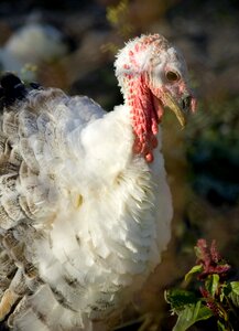 Farm village animal