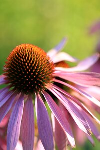 Summer plant garden