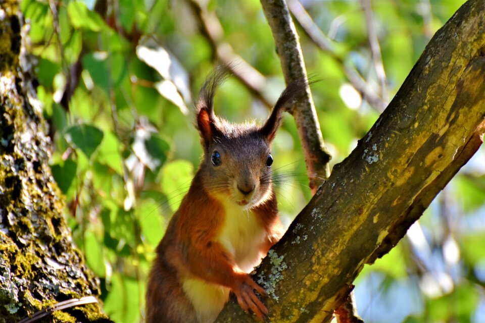 Animal nager forest animal