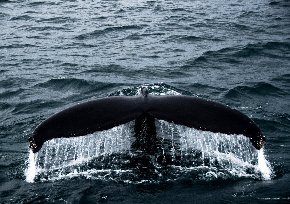 Mammals sea iceland