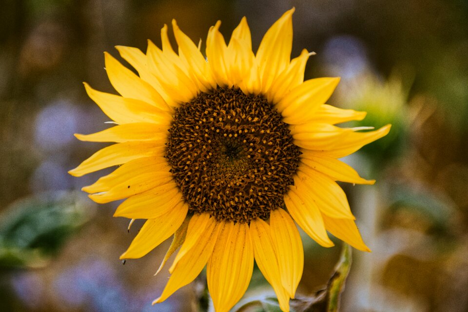 Bright yellow close up