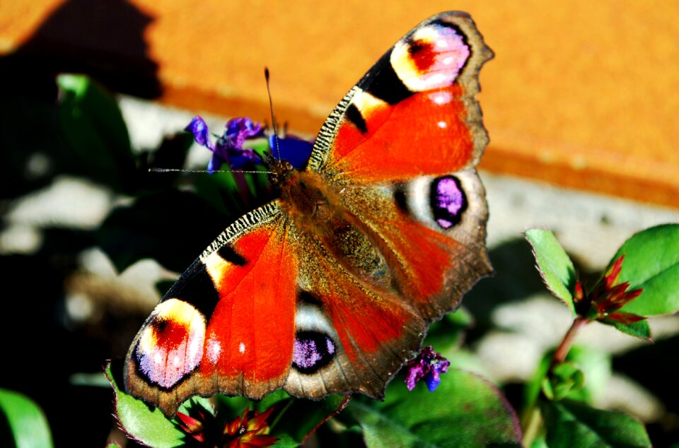 Butterfly sun flowers visit