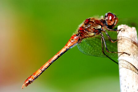 Dragonfly insect resting posture