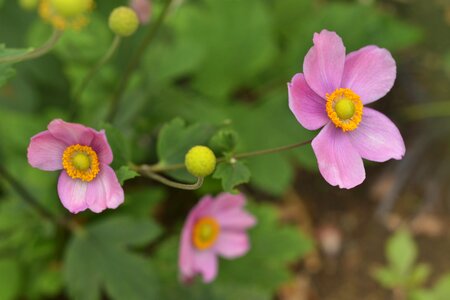 Nature flowers macro