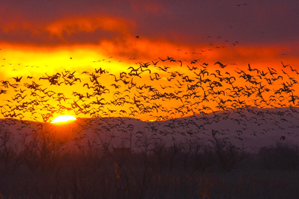 Waterfowl natural wild goose