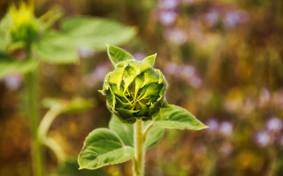 Bud blossom bloom