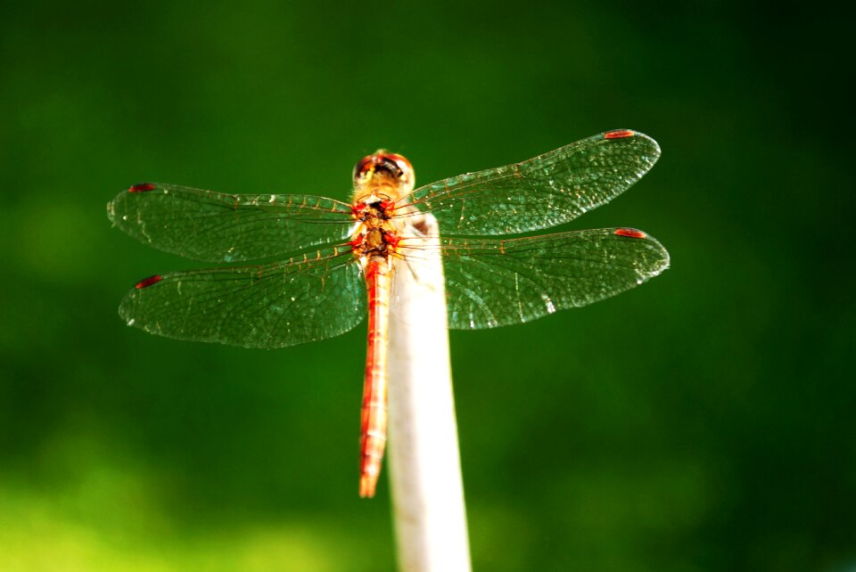 Dragonflies insect rest
