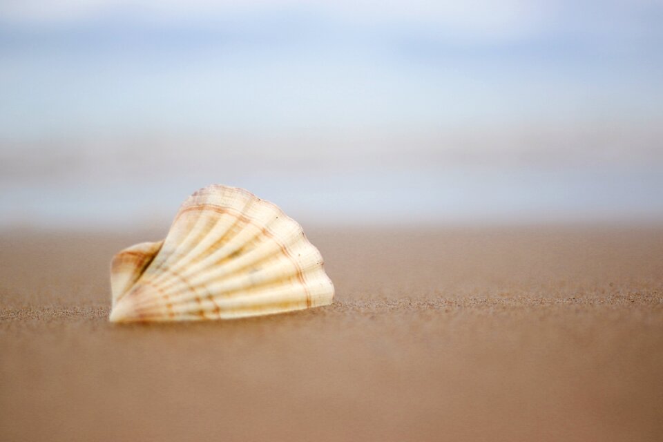 Shell beach Free photos