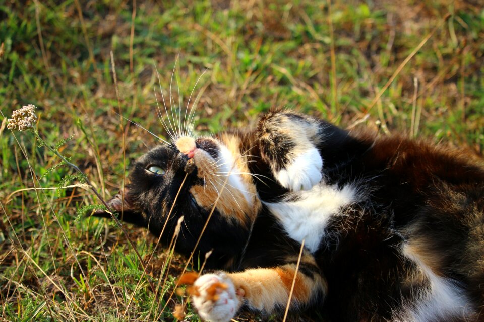 Lucky cat domestic cat pet