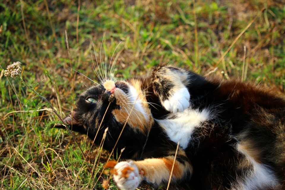 Lucky cat domestic cat pet photo