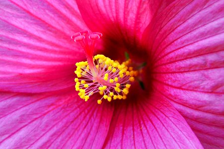 Swamp hibiscus fertile stamens nature photo