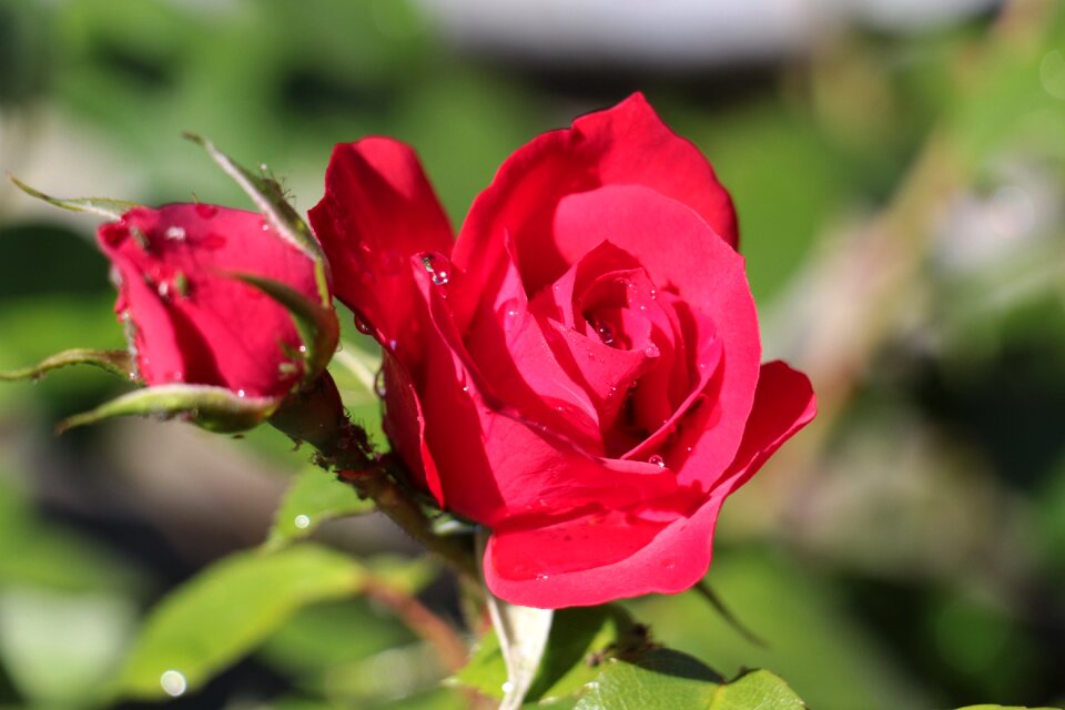 Red roses close up drip