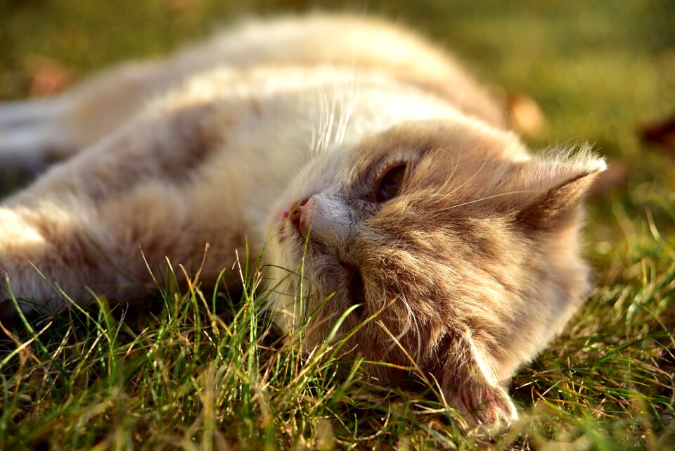 Meadow rest break