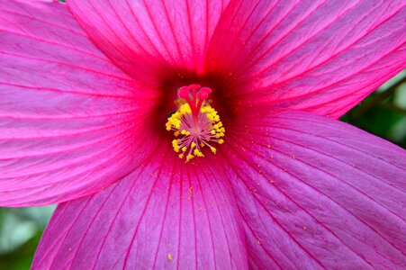 Swamp hibiscus fertile stamens nature
