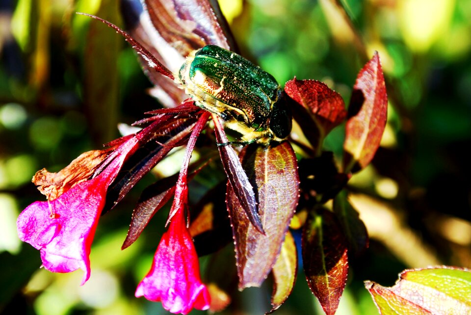 Turquoise beetle flowers visit insect