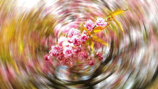 Cherry spring plant