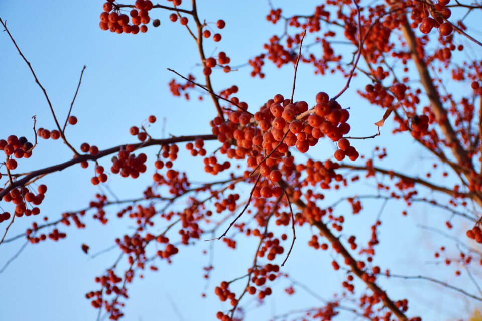 Red fruits plant fruit