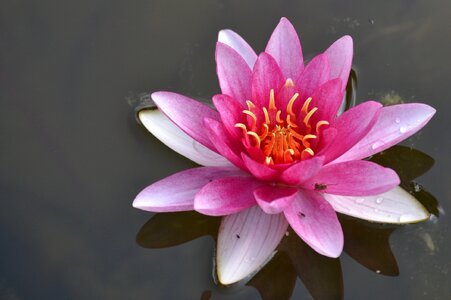 Nature flowers water lily photo