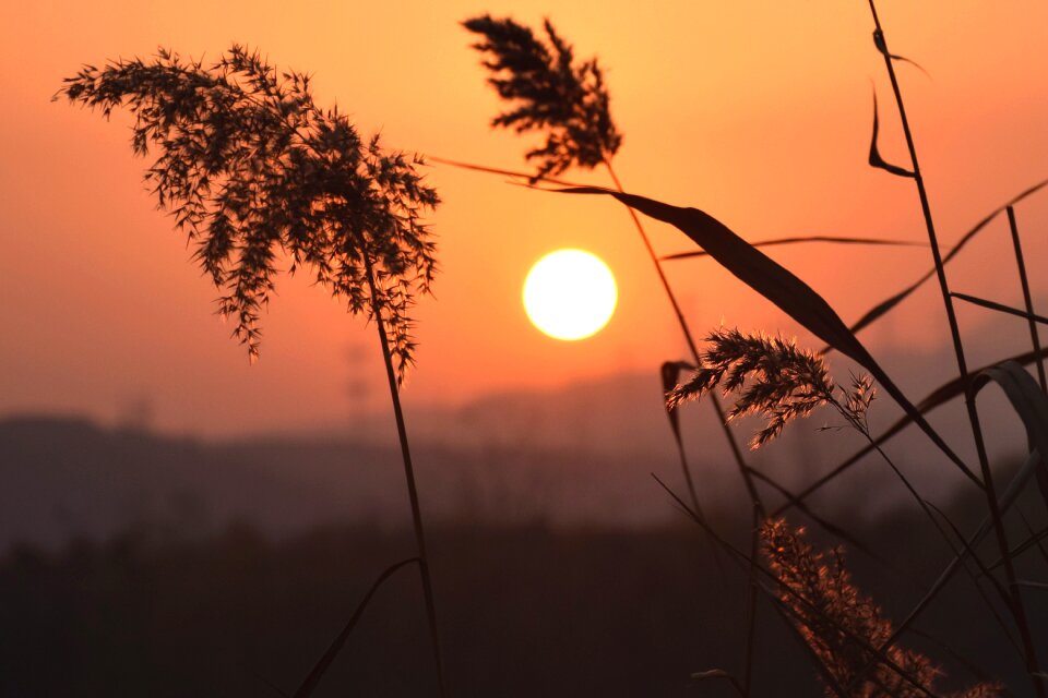 Reed water sunshine