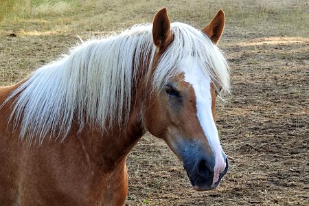 Horse head animal mammal photo