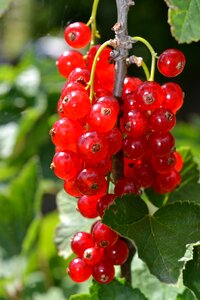 Sweetness food currant