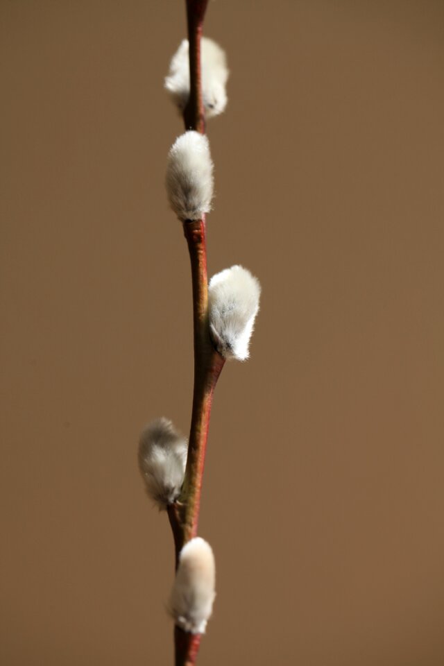 Nature plant holidays