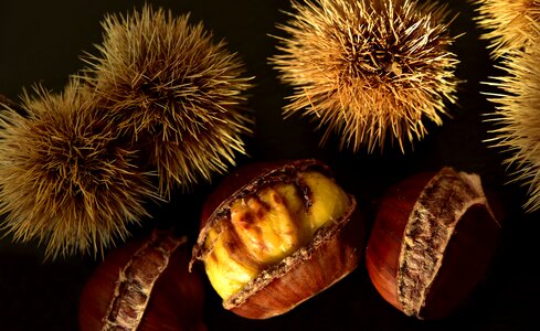 Autumn nature fruit