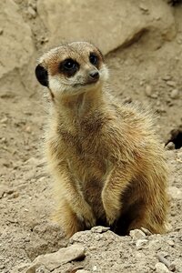 Mammal zoo attention