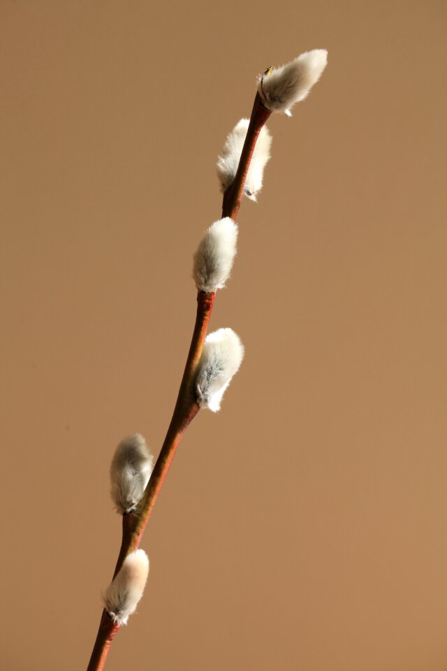 Nature plant holidays