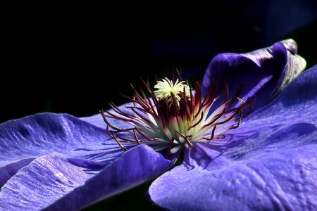 Creeper the petals closeup