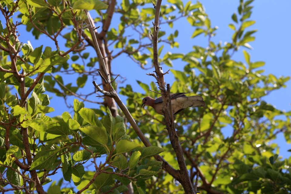 Landscape birds animals