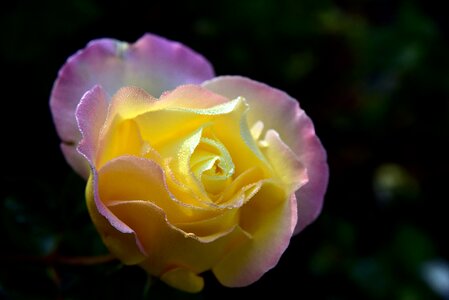 Bloom love valentine's day