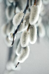 Nature plant holidays